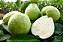 Goiaba Branca Psidium guajava: 100 Sementes - Imagem 3