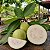 Goiaba Branca Psidium guajava: 100 Sementes - Imagem 2
