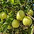 Goiaba Branca Psidium guajava: 100 Sementes - Imagem 1