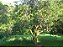Goiaba Branca Psidium guajava: 100 Sementes - Imagem 9