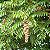 Cedro Australiano - Toona ciliata - 100 Sementes - Imagem 1