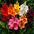 Cana da Índia - Canna Indica Sortida - 25 Sementes - Imagem 1