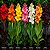 Cana da Índia - Canna Indica Sortida - 50 Sementes - Imagem 1