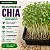 Microverdes Chia: 500 Sementes - Imagem 1
