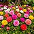 Onze Horas Dobrada Sortida - Portulaca grandiflora - 100 Sementes - Imagem 1