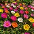 Onze Horas Singela Sortida - Portulaca grandiflora - 100 Sementes - Imagem 1