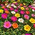 Onze Horas Singela Sortida - Portulaca grandiflora - 100 Sementes - Imagem 1