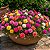 Onze Horas Dobrada Sortida - Portulaca grandiflora - 500 Sementes - Imagem 1
