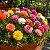 Onze Horas Dobrada Sortida - Portulaca grandiflora - 2000 Sementes - Imagem 2