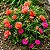 Onze Horas Dobrada Sortida - Portulaca grandiflora - 2000 Sementes - Imagem 1