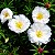 Onze Horas Dobrada Branca - Portulaca grandiflora - 100 Sementes - Imagem 1