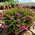 Onze Horas Rosa - Portulaca grandiflora - 100 Sementes - Imagem 1