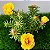 Onze Horas Dobrada Amarela - Portulaca grandiflora - 100 Sementes - Imagem 1