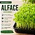 Microverdes Alface: 500 Sementes - Imagem 1