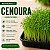 Microverdes Cenoura: 500 Sementes - Imagem 1