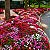 Maria Sem Vergonha - Catharanthus roseus: 20 Sementes - Imagem 1