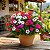 Vinca Sortida - Catharanthus roseus: 20 Sementes - Imagem 1