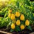 Tomate Yellow Plum: 20 Sementes - Imagem 1