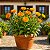 Calêndula Sortida Dobrada (Medicinal) - Calendula officinalis: 15 Sementes - Imagem 1