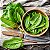 Azedinha (Vinagreira) - Large Leaf Sorrel: 500 Sementes - Imagem 1