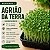 Microverdes Agrião da Terra: 500 Sementes - Imagem 1