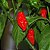Bhut Jolokia: 20 Sementes (Pimenta Nuclear) - Imagem 4