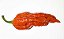 Bhut Jolokia: 20 Sementes (Pimenta Nuclear) - Imagem 3