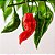 Bhut Jolokia: 20 Sementes (Pimenta Nuclear) - Imagem 1