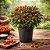 Pimenta Biquinho - Capsicum chinense - 40 Sementes - Imagem 1