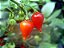 Pimenta Biquinho - Capsicum chinense - 40 Sementes - Imagem 5