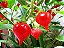 Pimenta Biquinho - Capsicum chinense - 40 Sementes - Imagem 2