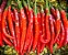 Pimenta Cayenne: 40 Sementes - Imagem 5