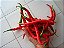 Pimenta Cayenne: 40 Sementes - Imagem 4