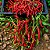 Pimenta Cayenne: 40 Sementes - Imagem 2
