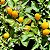 Pimenta Cumari-do-Pará: 40 Sementes - Imagem 4