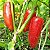 Pimenta Jalapenho (Jalapeño): 40 Sementes - Imagem 5