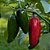 Pimenta Jalapenho (Jalapeño): 40 Sementes - Imagem 4