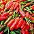 Pimenta Malagueta: 60 Sementes - Imagem 5