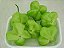 Pimenta Cambuci: 40 Sementes - Imagem 3