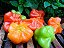 Pimenta Cambuci: 40 Sementes - Imagem 2