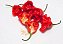 Pimenta Cambuci: 40 Sementes - Imagem 4