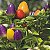 Pimenta Pirâmide Ornamental: 20 Sementes - Imagem 4