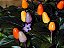 Pimenta Pirâmide Ornamental: 20 Sementes - Imagem 2