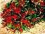 Pimenta Etna Ornamental: 15 Sementes - Imagem 5