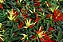Pimenta Etna Ornamental: 15 Sementes - Imagem 3