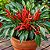Pimenta Etna Ornamental: 15 Sementes - Imagem 1
