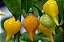 Pimenta Biquinho Amarela: 40 Sementes - Imagem 4