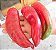 Pimenta Big Jim Numex: 20 Sementes - Imagem 5