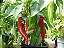 Pimenta Big Jim Numex: 20 Sementes - Imagem 2
