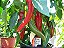Pimenta Big Jim Numex: 20 Sementes - Imagem 4